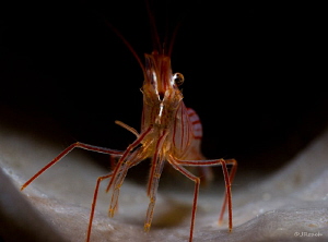 Peppermint Shrimp dancing in the spot liight. by John Roach 